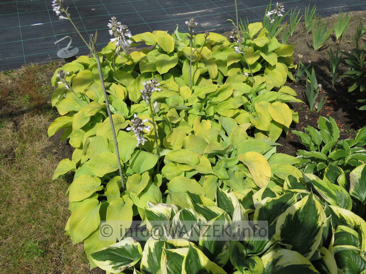 Hosta Hybride Compacta Aurea 05.JPG